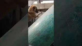 Dogesh bhai part 6 👍 #dogeshbhai #dog #comedy