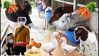 Kasih Makan Kuda Poni , Kambing & Panen Telur | Old MacDonald Had A Farm
