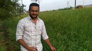 Jinjva Grass for SALE 9535859587