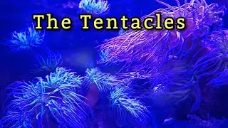 SEA LIFE SALTWATER CORALS ANEMONE IN KONSTANZ AM BODENSEE | Filipina-German Life! #sealife #bodensee