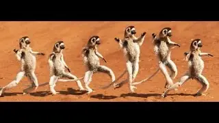 The Dancing Sifakas ~ Jump Around