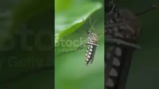 #Male mosquitoes feed on plant nectar (It does not feed on blood)