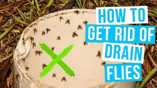 How to GET RID OF DRAIN FLIES | in house and bathroom