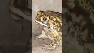 frog nature after Frog rescue #nature #frog
