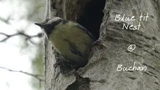 Blue tit nest at Buchan