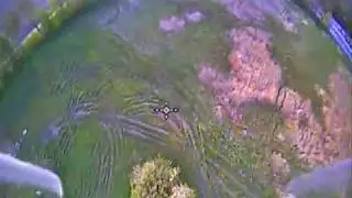HGLRC Hornet 120 - Acro flight on a sunny evening (*)