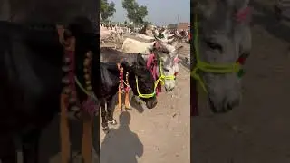 🔴 Donkey in Mangowal Mandi | Janwar Official | Jenny kids |  Beautiful Donkey #Shorts