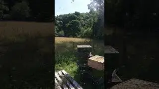 Count The Bees!