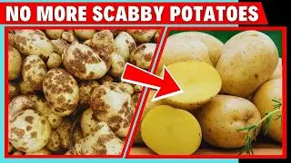 Stop Potato Scab Before It Ruins Your Crop 🌱🥔 | Easy Proven Tips