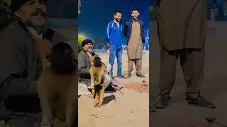 Funny monkey 😝😂🐒#funny #funnymonkey #animallovers #shorts