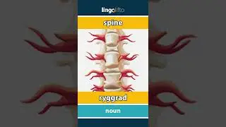 🇬🇧🇸🇪 spine - ryggrad : learn English : l&aring;t oss l&auml;ra oss engelska : vocabulary builder