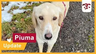 Piuma - Update Pflegestelle Januar 2026