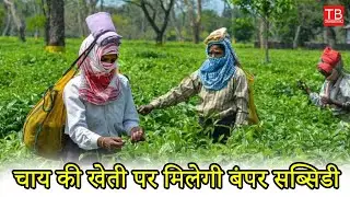 Bihar Farmers Get Subsidy on Tea Cultivation | Unlock the Benefits of Government Schemes!