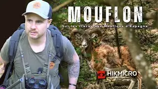 Chasse du MOUFLON à l'approche en Espagne: le fantôme des montagnes ibériques.