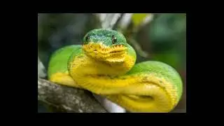 Cobra periquitamboia (corallus caninus)