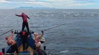 Pukat cincin, Luar biasa gak di sangka dapat banyak ikan talang, begini prosesnya km.yordan