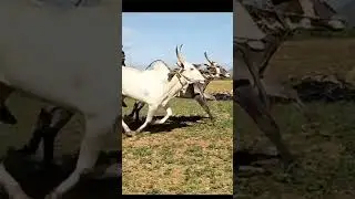 bulls running practice #bulls #ytshorts