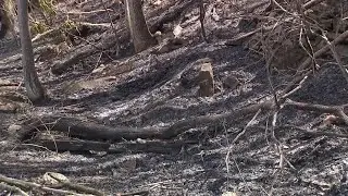 Supporting reforestation after Carbon County Packerton fire