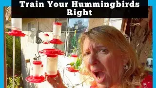 How to Attract Hummingbirds & Keep them Coming🌺 Make Your Hummingbird Feeder Best Restaurant in Town