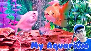 Here's my fishtank/ aquarium with 3 tetra, 4 goldfishes, and 1 glass fish living happily together.