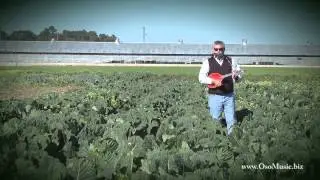 Cabbage Song