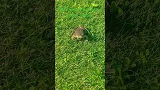 POV. You&rsquo;re trying to catch a frog￼