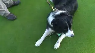 Meet the dog who works at Big Met Golf Course