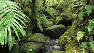Small Waterfall Surrounded by Lush Green Trees