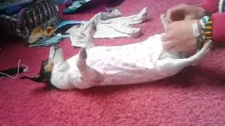 Dog likes to be dressed as a baby