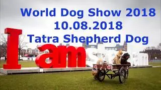 WDS2018 - 10.08.2018. Tatra Shepherd Dog.