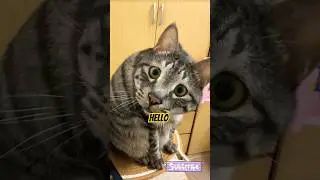 Animal Behavior That&rsquo;ll Make You Laugh! | Funny Animal Core