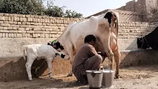  Cholistani Jersey Friesian Sahiwal cross Cow (03024029695)17 January 2026