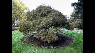 Pruning a 125-150 Year Old Derelict Lace Leaf Maple