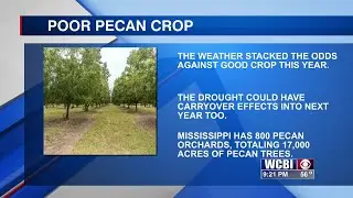 Drought calls for poor pecan crop for Mississippi in 2023