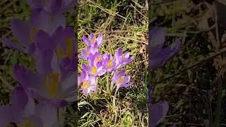 🐝🌺