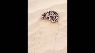 Snake#snakevideo #viralvideo #shorts #trending #v4videos