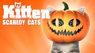 KittenTV: Scaredy Cats