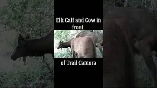 Elk Calf and Cow in front Trail Camera Adventures Wildlife of Mt St Helens Washington #shorts
