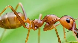 Here's Why Weaver Ants Are Called 