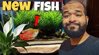 New FISH for my LOW TECH PLANTED Tank || CROODY YOGI fish room