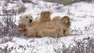 Adorable Polar Bear Plays In Snow