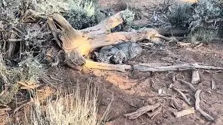 Utah Bobcat in 550 duke 