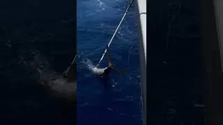 #swordfish #fishing #fishingvideo #harpoon #offshore #deepdrop #fish #ocean #venicelouisiana