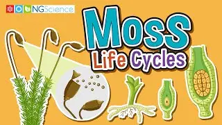Moss Life Cycles