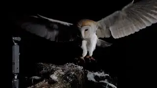 Funny Moments Filming Barn Owls Flying at Night | Discover Wildlife | Robert E Fuller
