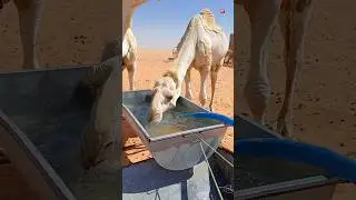 Where Do Camels Store Water?