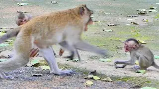 Monkey Emilo Got Terribly S-c-ared of Another Man