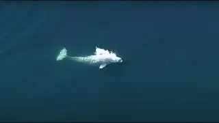 WATCH: Beluga whale spotted in Puget Sound near Commencement Bay