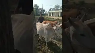 mehant karke kitna repayable kamiya bah #viral video