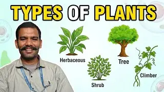 Lesson plan -Types of plants